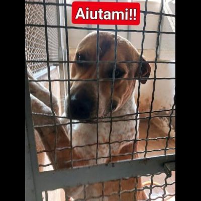 CASPER ALLERGRO E SOCIEVOLE; CANE IN ADOZIONE - Foto 6