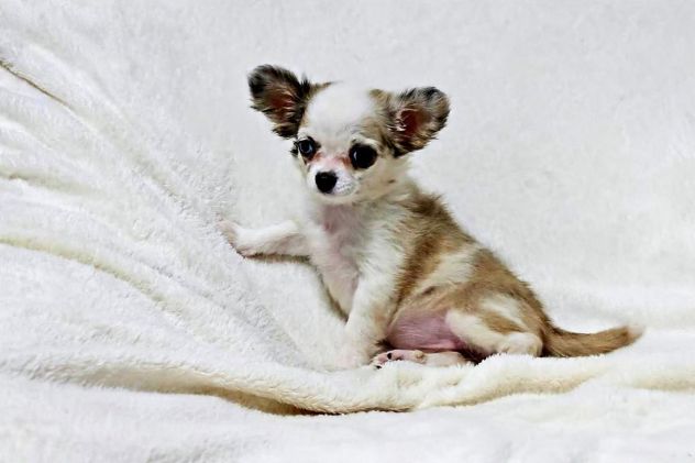 Chihuahua Cuccioli