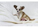 Chihuahua Cuccioli