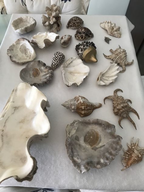 Collezione conchiglie - Foto 6