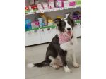 Border Collie 8anni ex fattrice,in canile.BERGAMO