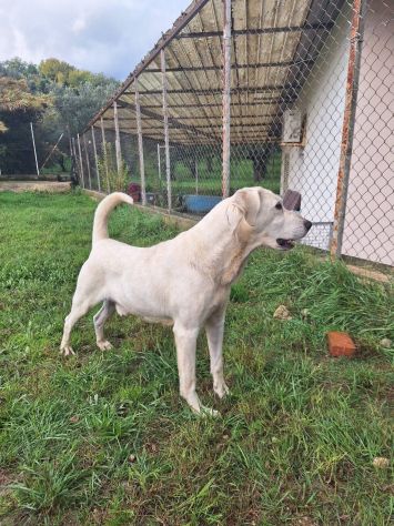 THOR DOLCE E SOCIEVOLE CANE IN ADOZIONE TG MEDIA - Foto 4