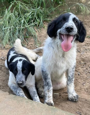 ROY E CARRIE CUCCIOLI 4 MESI taglia media SONO IN CANILE - Foto 3