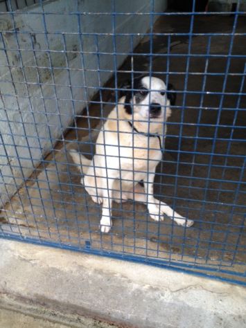 SNOOPY, cagnolino buono e affettuoso - Foto 2
