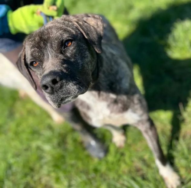 JAGO E ZENO ADORABILI TENERONI CANI IN ADOZIONE DI COPPIA tg MEDIA - Foto 5