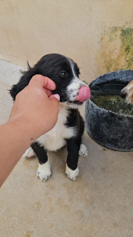Martina: cucciola taglia contenuta - Foto 2