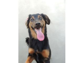 NIKYTA, giovanissima cagnolina