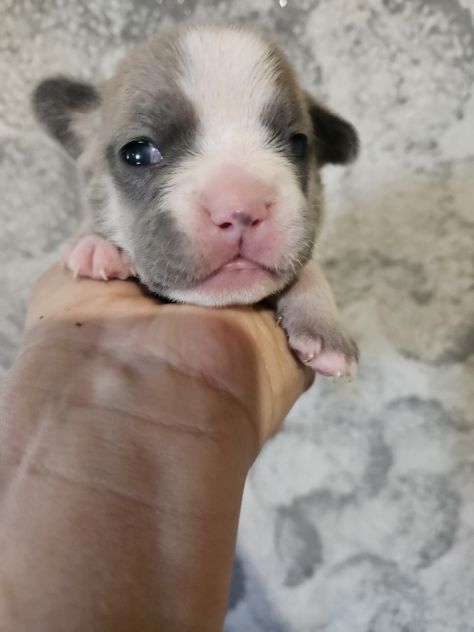Bulldog francese lilac - Foto 6