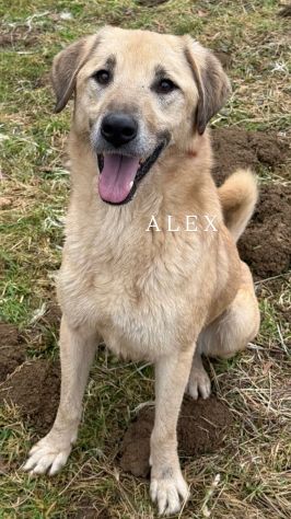 ALEX, cane grande dal cuore gigante!