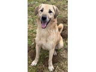 ALEX, cane grande dal cuore gigante!
