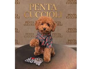 Barboncino - Barboncini toy cioccolato cuccioli - pagamento agevolato