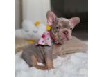BULLDOG FRANCESE - BOULEDOGUE CUCCIOLI BLU TAN  pag agevolato