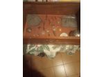 antiquariato