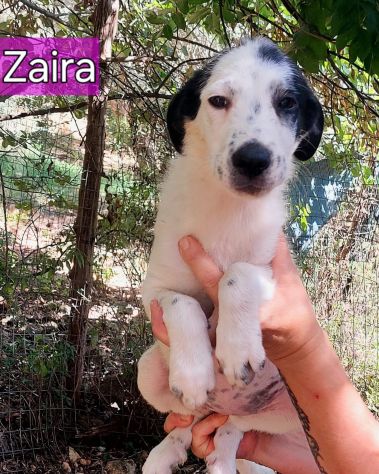 CUCCIOLI IN ADOZIONE - Foto 5