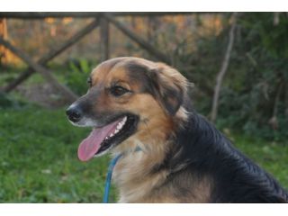 TINUCCIO, dolcissimo cagnolino URGENTE!