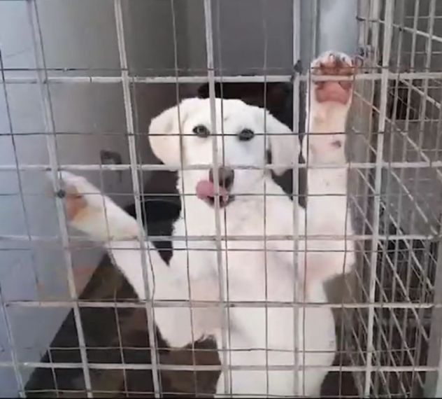 CLOUD E BECKS SIMIL LABRADOR : CAGNOLINI IN ADOZIONE - Foto 2