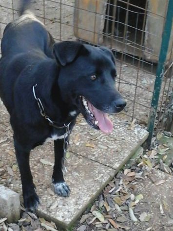 SASHA, femmina di molosso in cerca di casa - Foto 2