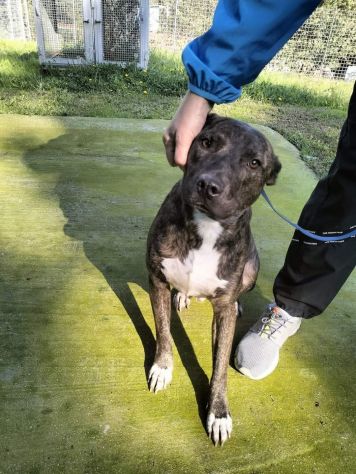 Apollo simil Amstaff - Foto 2