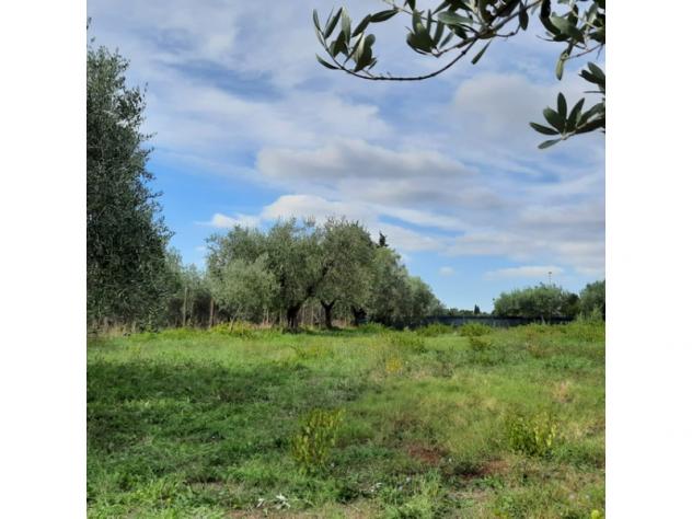 Agricolo in Secondo Stradone Muti - Foto 7