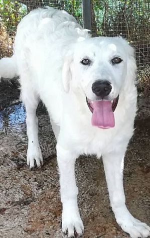 MUFFIN 4-5anni dolce allegro speranzoso - 20kg - Foto 2