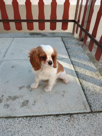 Cucciolo di Cavalier King
