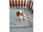 Cucciolo di Cavalier King