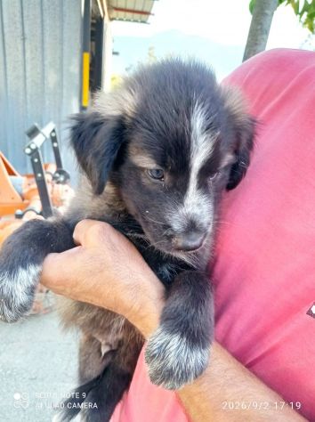 Ulisse cucciolo - Foto 2