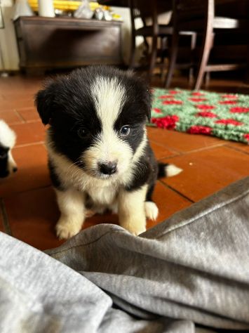 Cuccioli di Border Collie di alta genealogia - Foto 5