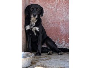 BLACKY 3 ANNI taglia media