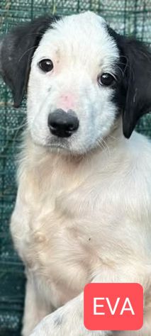 Cucciole in adozione