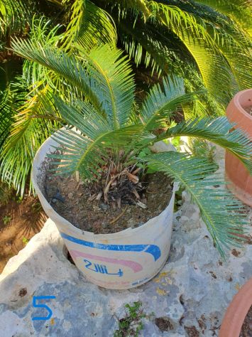 Cycas (varie misure) - Foto 6
