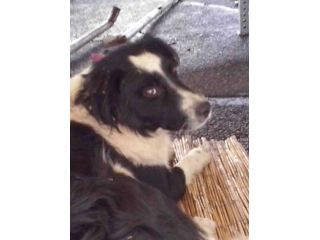 Due teneri cagnolini per strada!