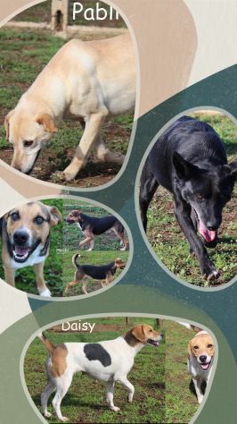 Cagnolini taglia piccola e medio-piccola in canile - Foto 4