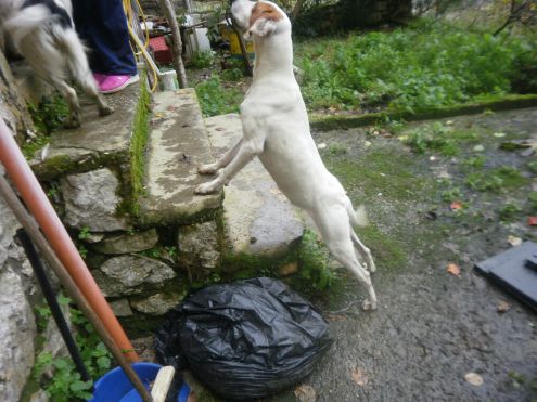 SOLIDEA, giovane cagnolina URGENTE - Foto 5