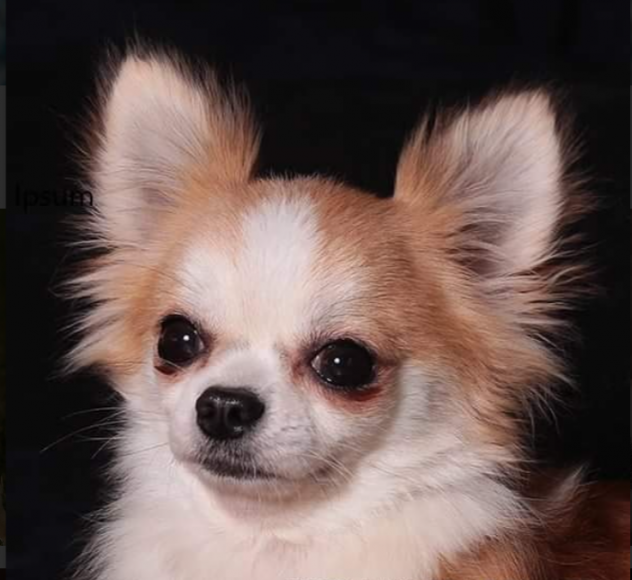 Cuccioli di chihuahua - Foto 3