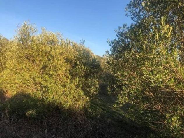 Immobile in asta di 2485532 m² in vendita a Pisticci - Foto 10