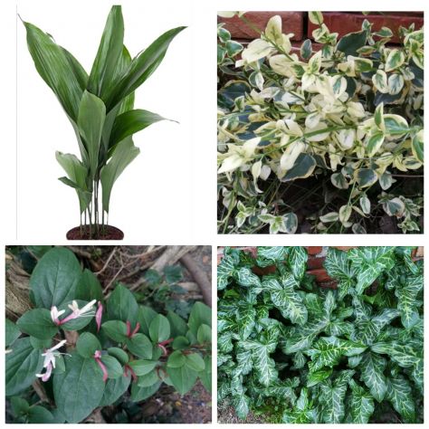 Piante per vaso o giardino,vasi,fioriere,ecc... - Foto 3