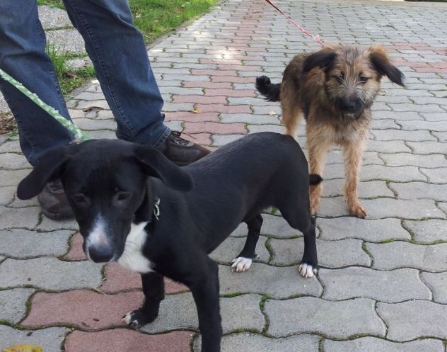 ASIA E CLOE, due stupende cucciole taglia piccola - Foto 3