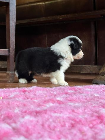 Border collie cuccioli di alta genealogia - Foto 5