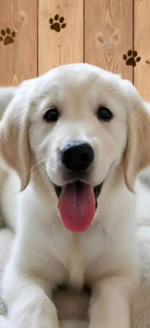 Golden retriever - Foto 2