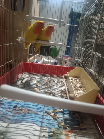 coppia parrochetti collare più grande voliera coppia Roseicollis gialli - Foto 5