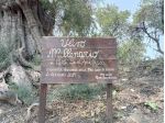 Terreno in vendita a Motta Sant'Anastasia