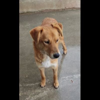 ZACK E FABER IN RECLUSIONE SENZA COLPA. CAGNOLINI IN ADOZIONE - Foto 6