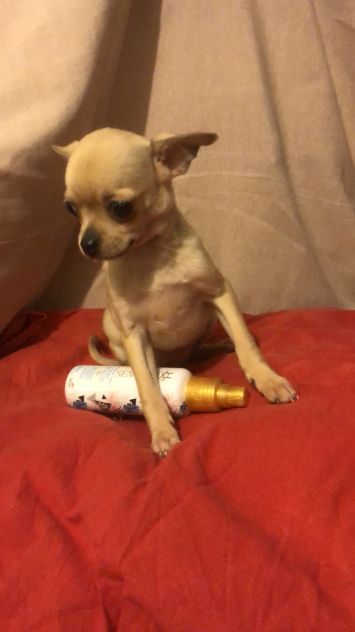 Tre cucciole chihuahua - Foto 5