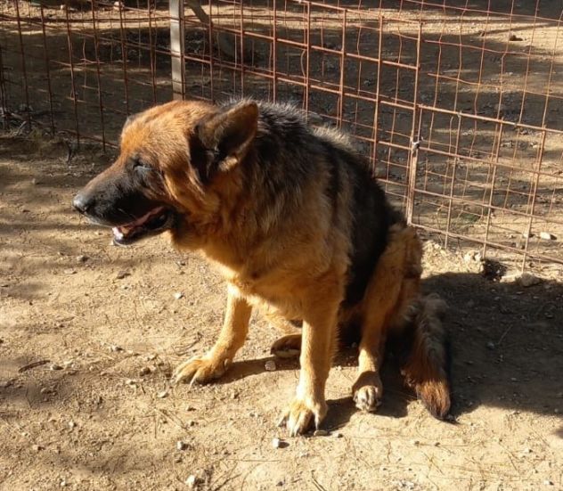 Graziella, lupacchiotta dagli occhi tristi - Foto 3
