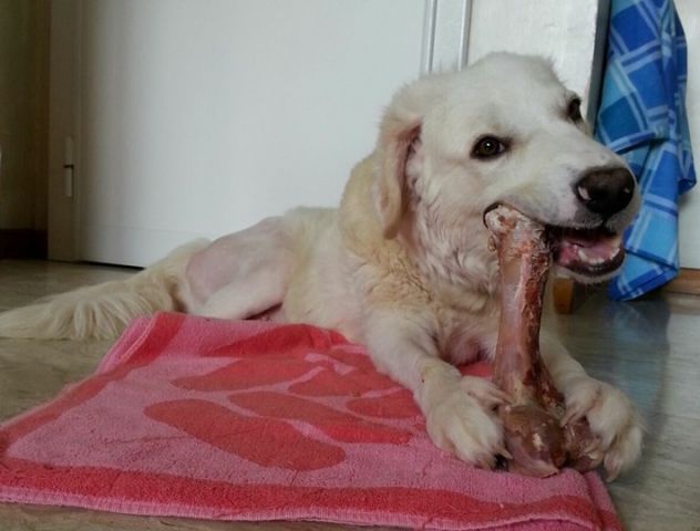BIANCA, meravigliosa cucciolona di maremmano - Foto 7