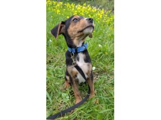 Albert, cucciolo meraviglia