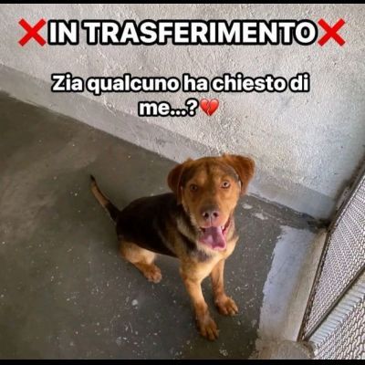 LENNON UNA DOLCEZZA DA SALVARE CANE IN ADOZIONE - Foto 3
