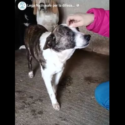 MOLLY, CERCA COCCOLE E ATTENZIONI, CAGNOLINA IN ADOZIONE, TAGLIA MEDIO PICCOLA - Foto 5