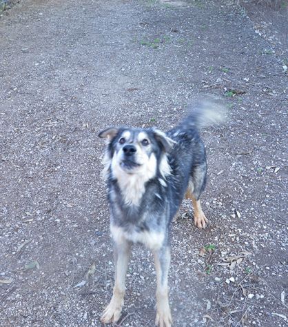 Seth bellissimo cucciolone in canile. In adozione - Foto 7